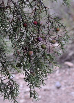 Imagem de Juniperus oxycedrus L.