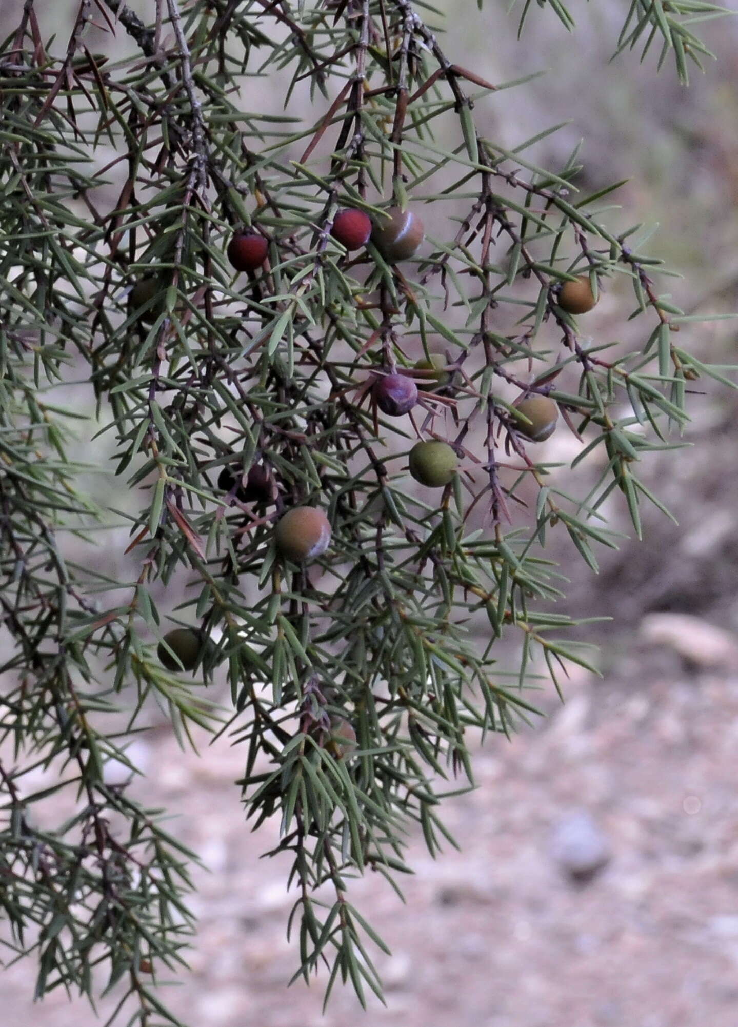 Edible Juniper Berries? (Background info in comments) : r/foraging