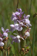 Image of Southern Marsh-orchid