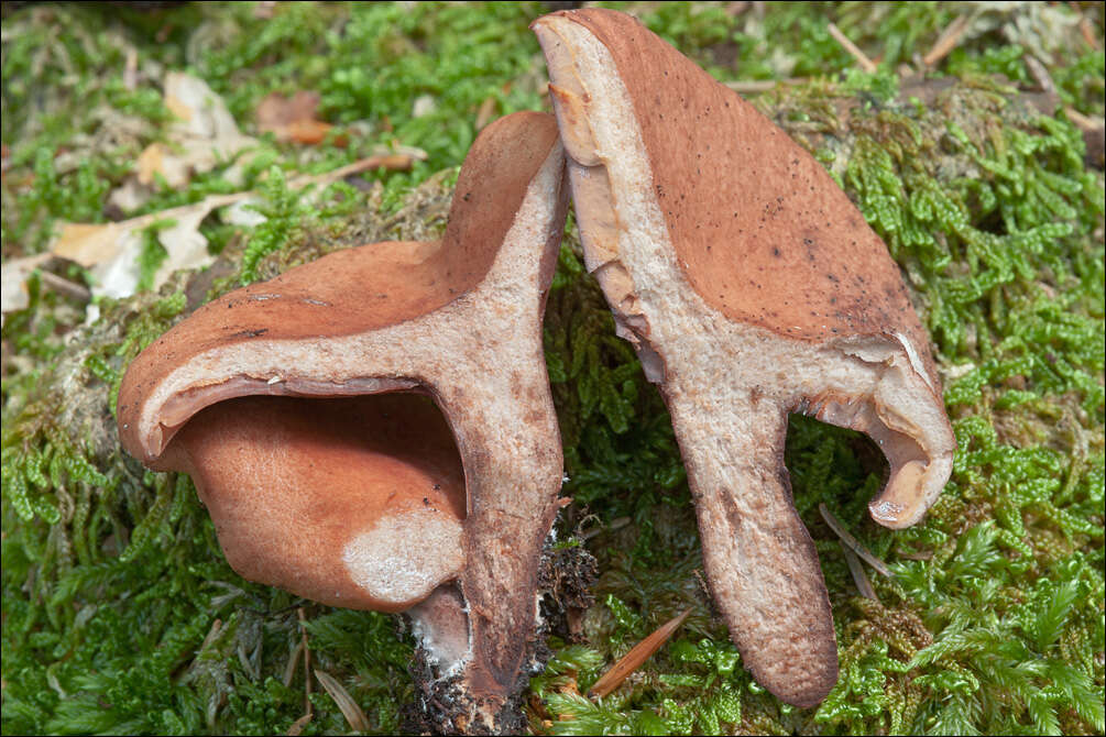 Image of Milk Cap Mushrooms
