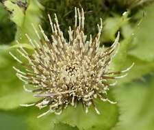 Image of Cabbage Thistle