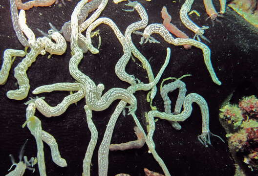 Image of Lampert's Sea Cucumber