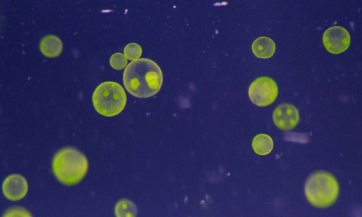 Image of Globe Algae