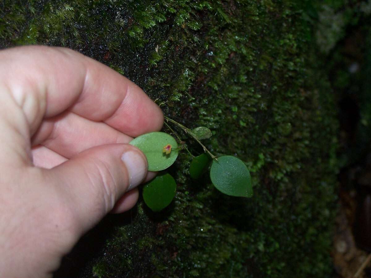 Image of Woodbury's babyboot orchid