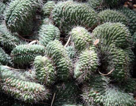 صورة Echinopsis thelegona (F. A. C. Weber) H. Friedrich & G. D. Rowley