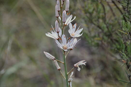 Image of Asphodelus cerasiferus J. Gay