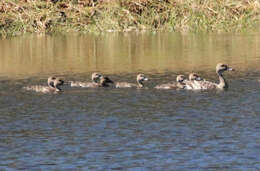 Image of Grass Whistling Duck