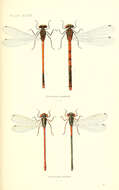 Imagem de Pyrrhosoma Charpentier 1840