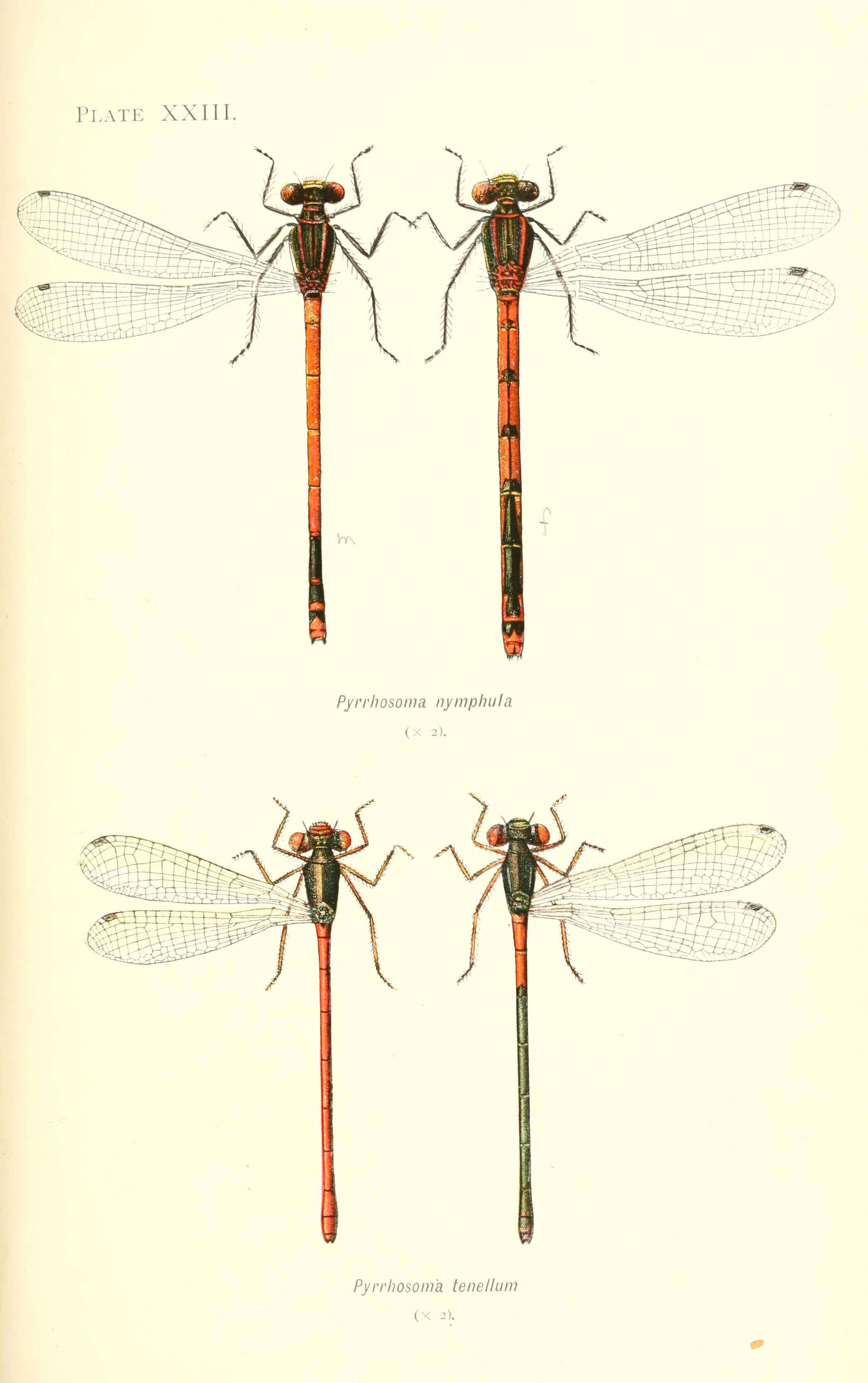 Image of Pyrrhosoma Charpentier 1840