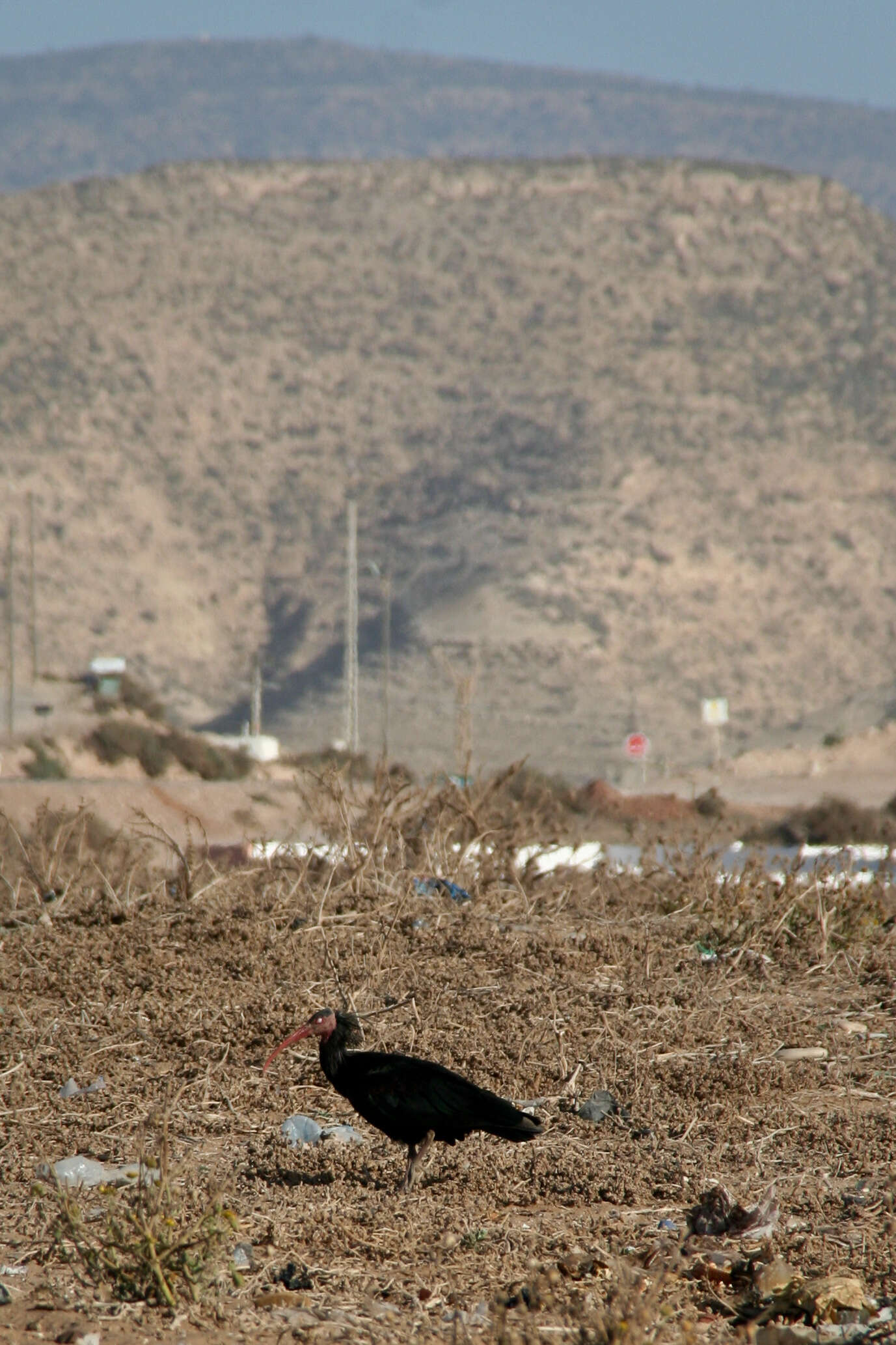 Image of Bald Ibis