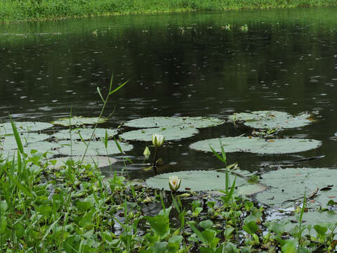 Image of Dotleaf waterlily