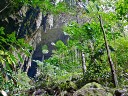 Image of fishtail palm