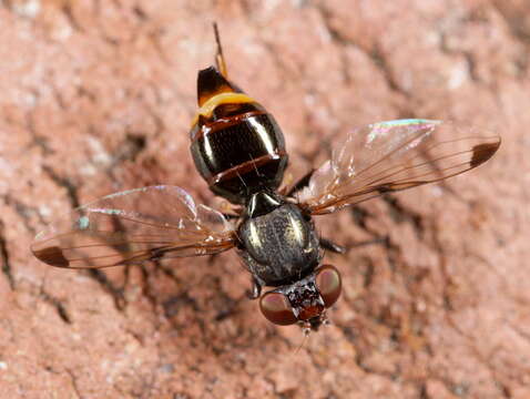 Image of picture-winged flies