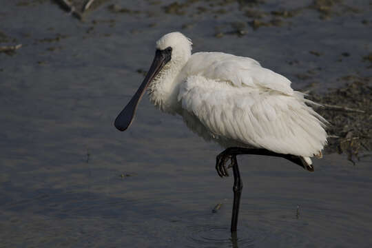 Image of Platalea Linnaeus 1758