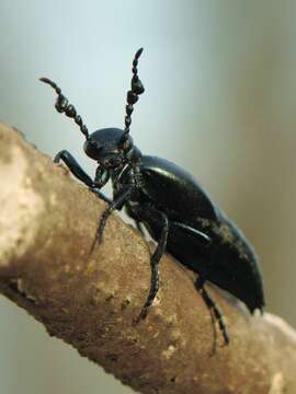 Image of Meloe (Meloe) dianella Pinto & Selander 1970