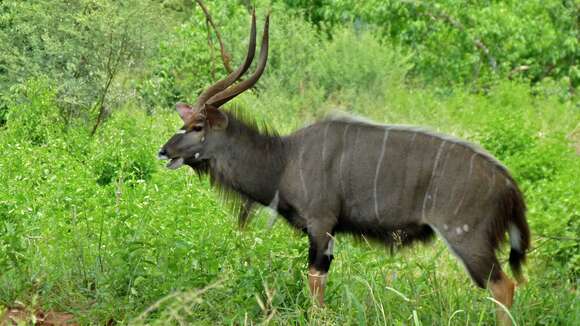 Image of Spiral-horned Antelope