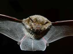 Image of Melck's House Bat