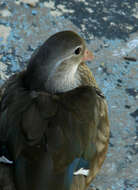 Image of Mandarin Duck