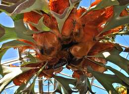 Image of staghorn