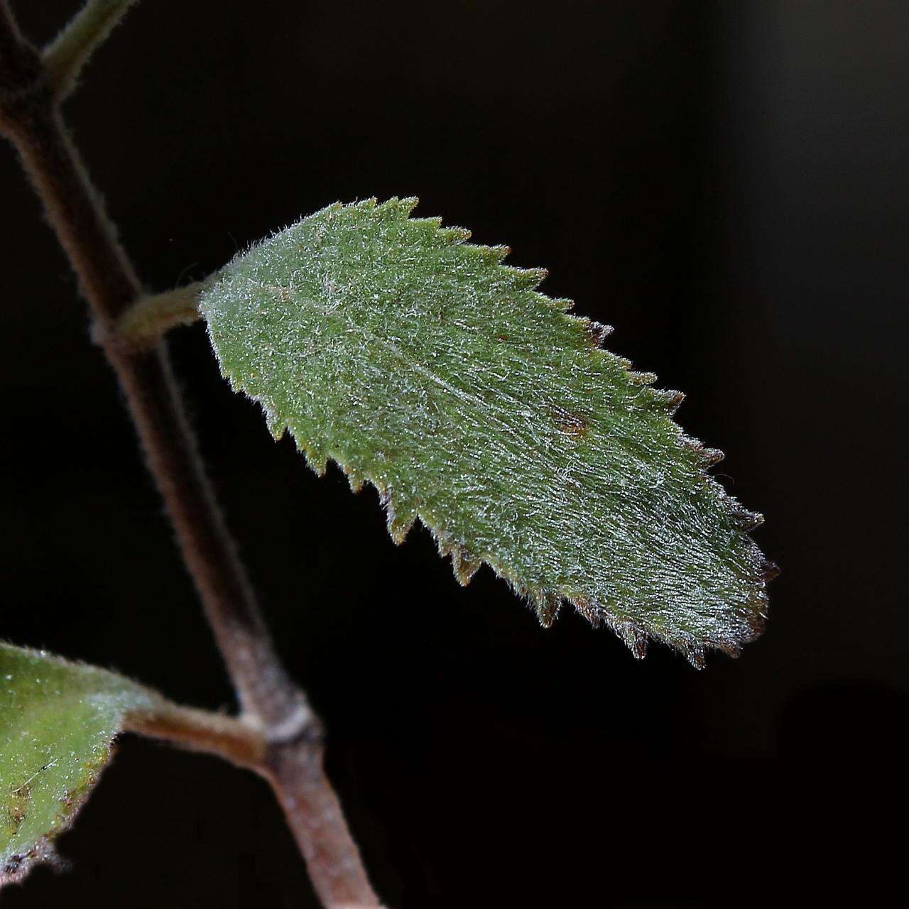 صورة Cyanocephalus