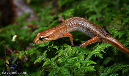 Image of dusky salamanders