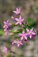 Image of slender centaury