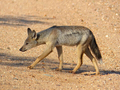 Image of Side-striped Jackal