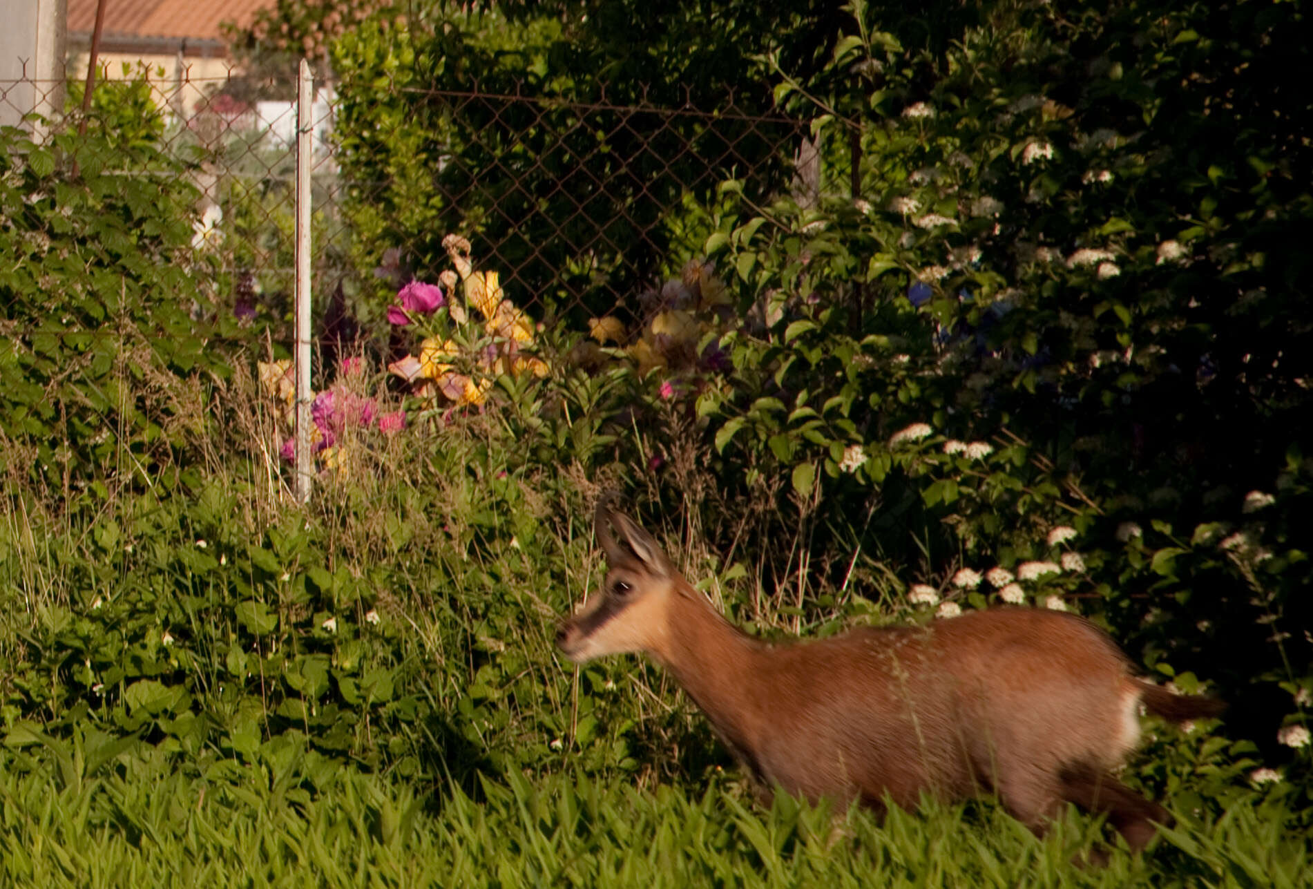 Image of chamois