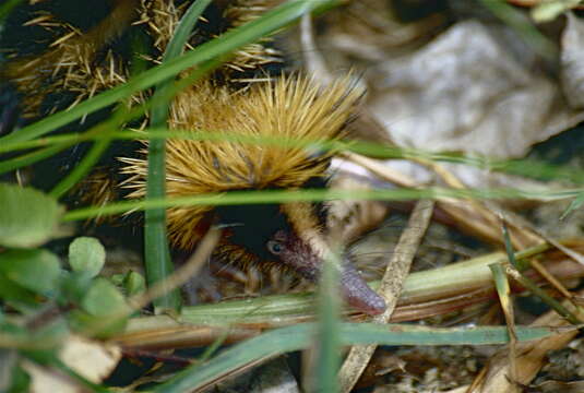 Image of streaked tenrecs