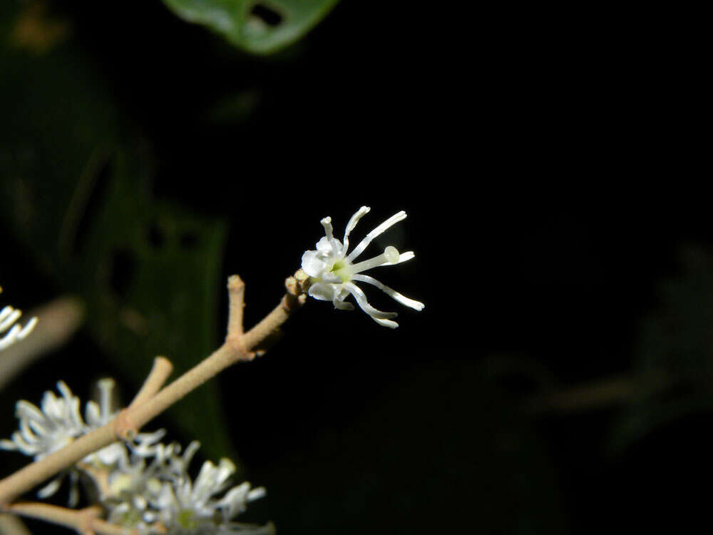 Image of Miconia argentea (Sw.) DC.