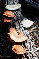 Image of Trametes coccinea (Fr.) Hai J. Li & S. H. He 2014