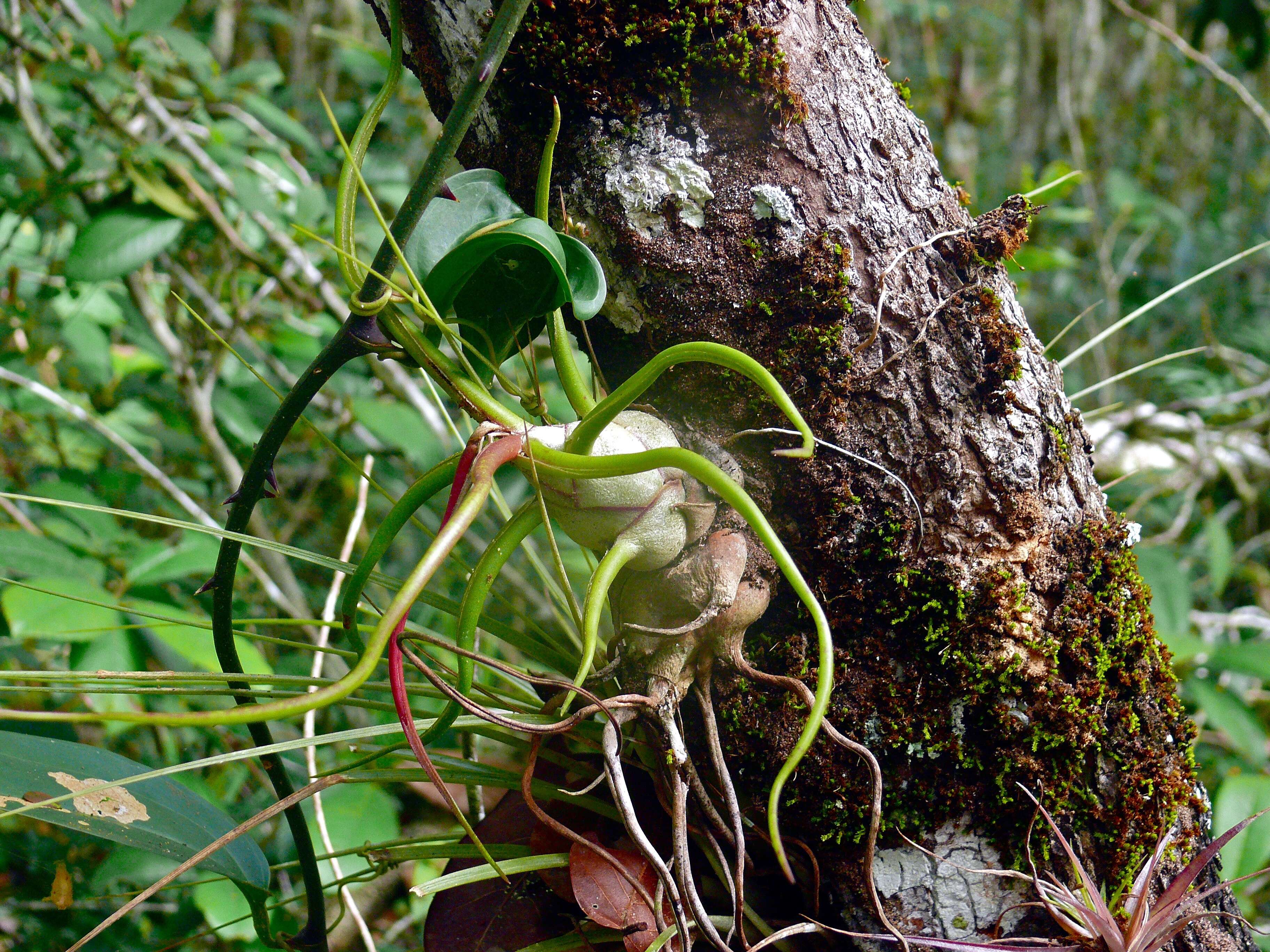 Image of bulbous airplant