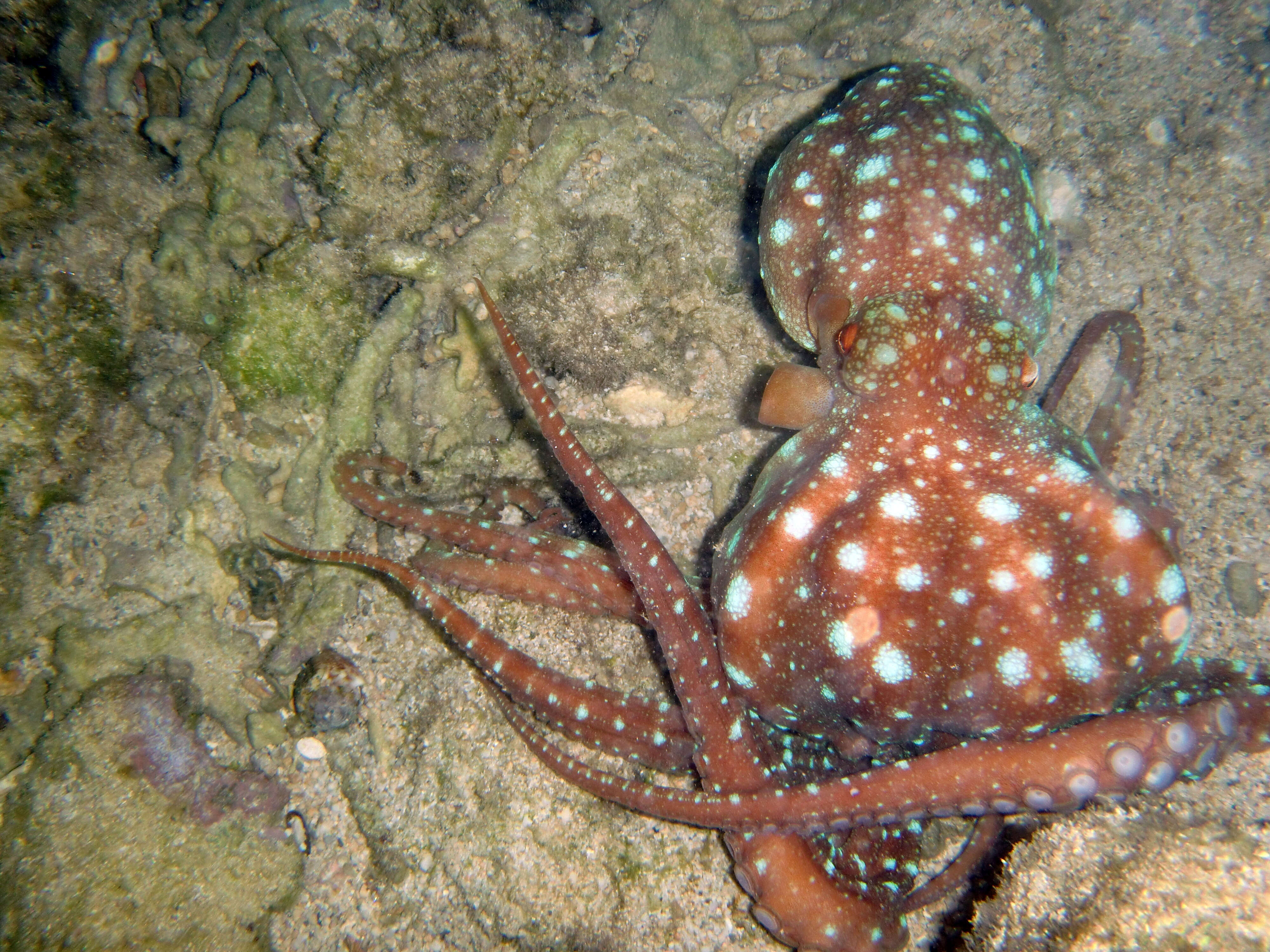 Octopus Night Light — Coastal Magpie