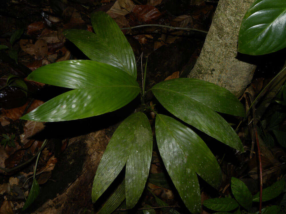 Image of Chamaedorea pumila H. Wendl.
