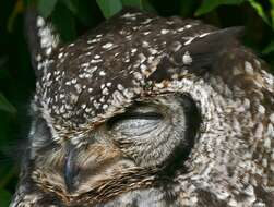 Image of Eagle-owls