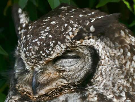 Image of Spotted Eagle-Owl