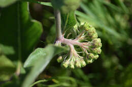 Image of milkweed