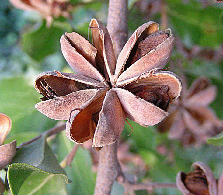 Image of Quillajaceae