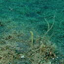 Image of Taylor&#39;s garden eel