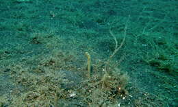 Image of garden eel