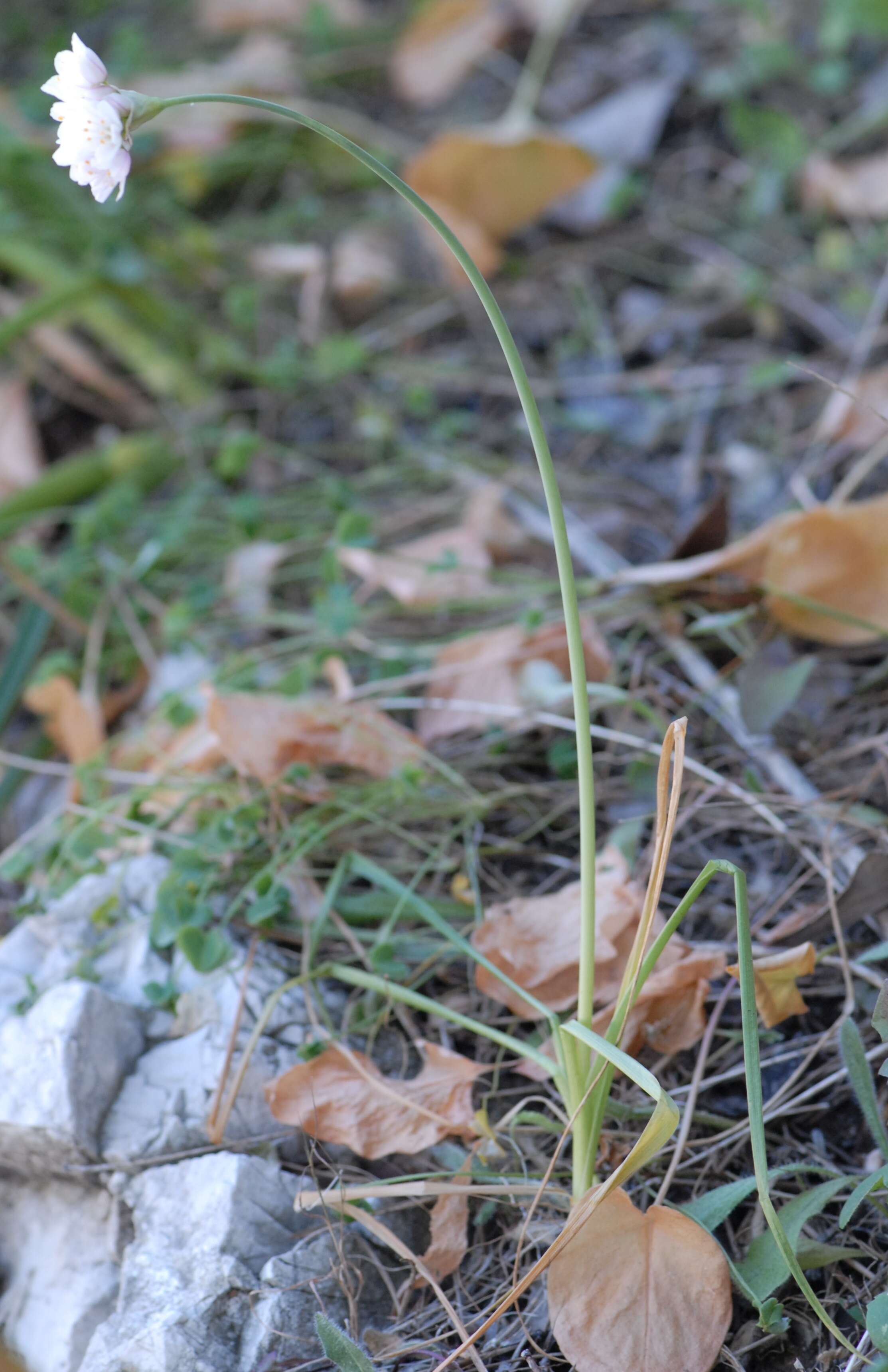 Image of Rosy Garlic