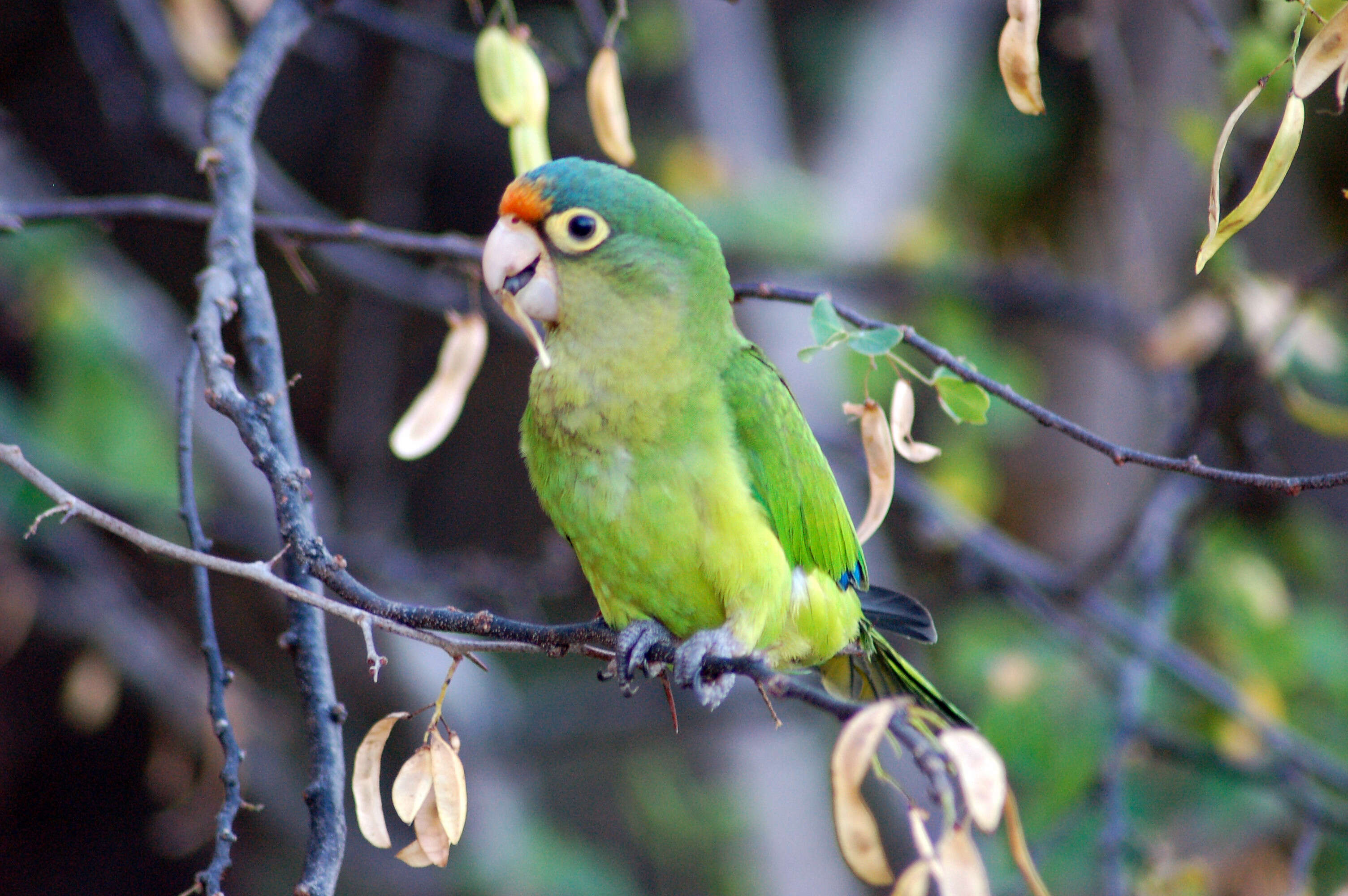 Image of Aratinga canicularis