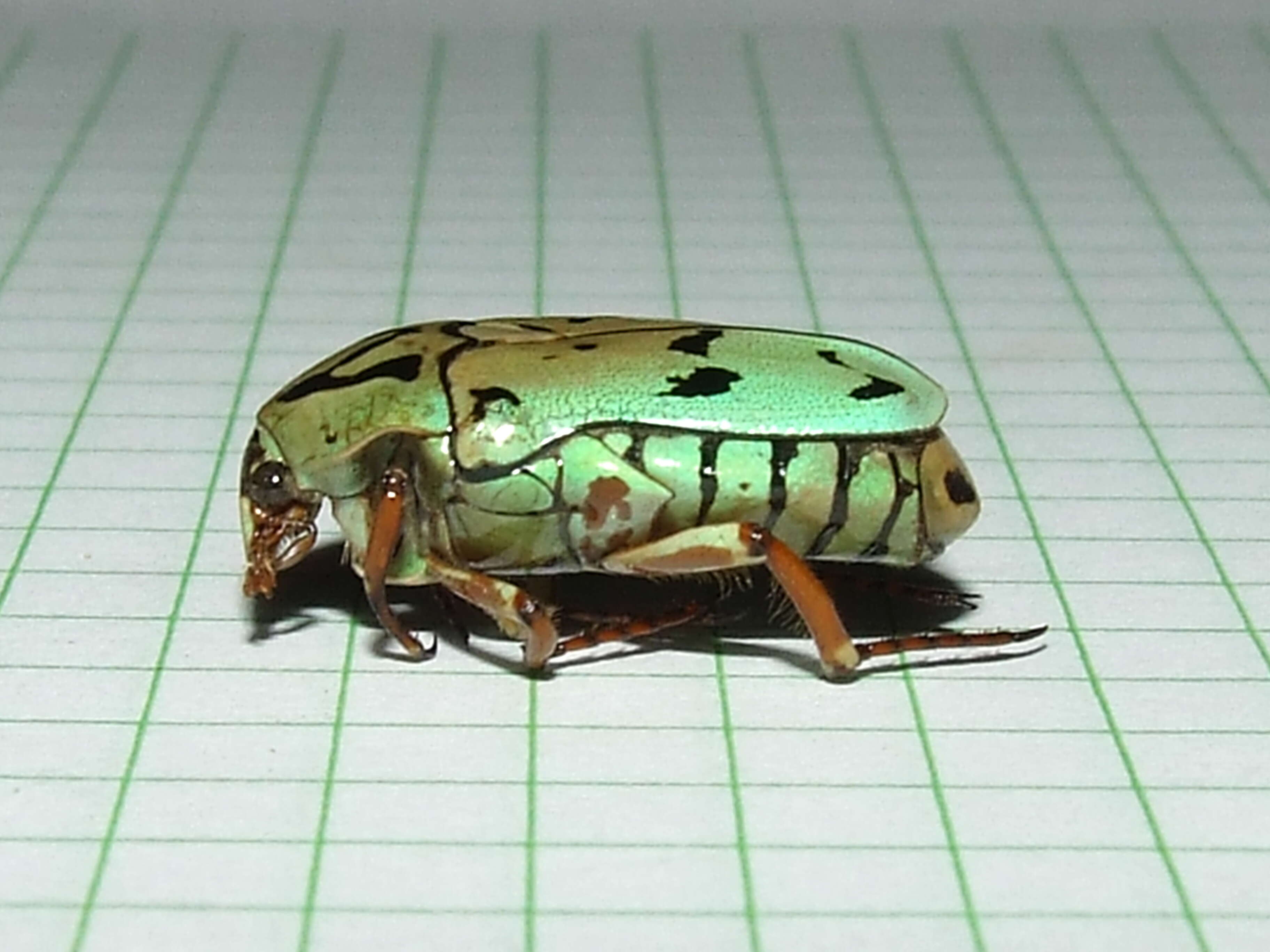 Image of flower chafers (beetles)