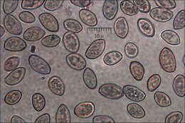 Image de <i>Crepidotus mollis</i> var. <i>calolepsis</i>