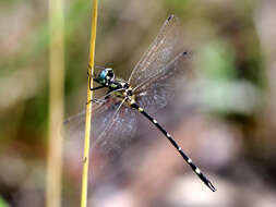 Слика од Tonyosynthemis Theischinger 1998