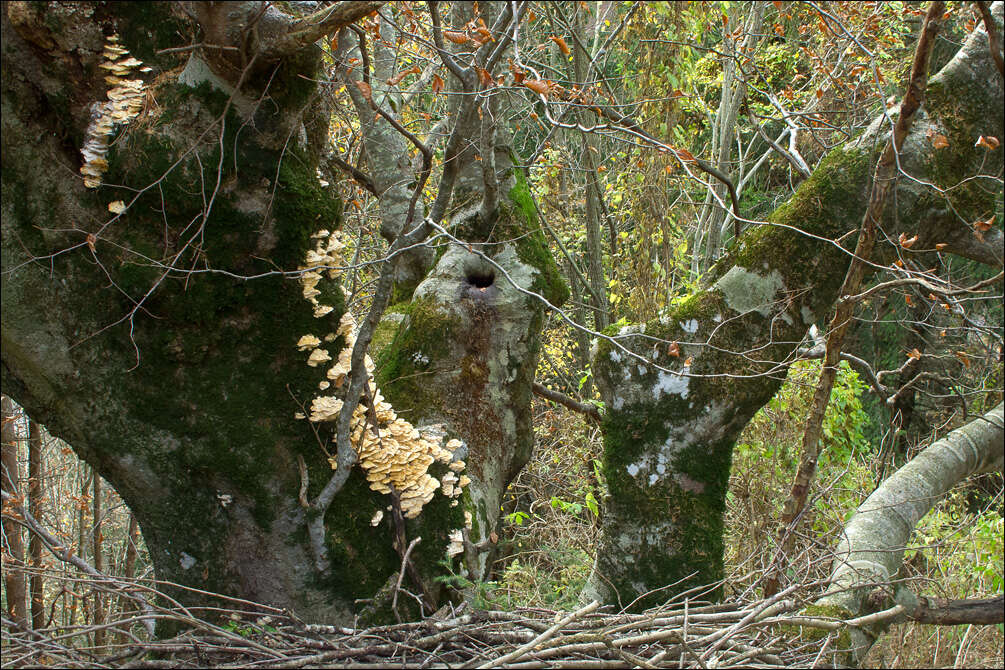 Image of Trametes