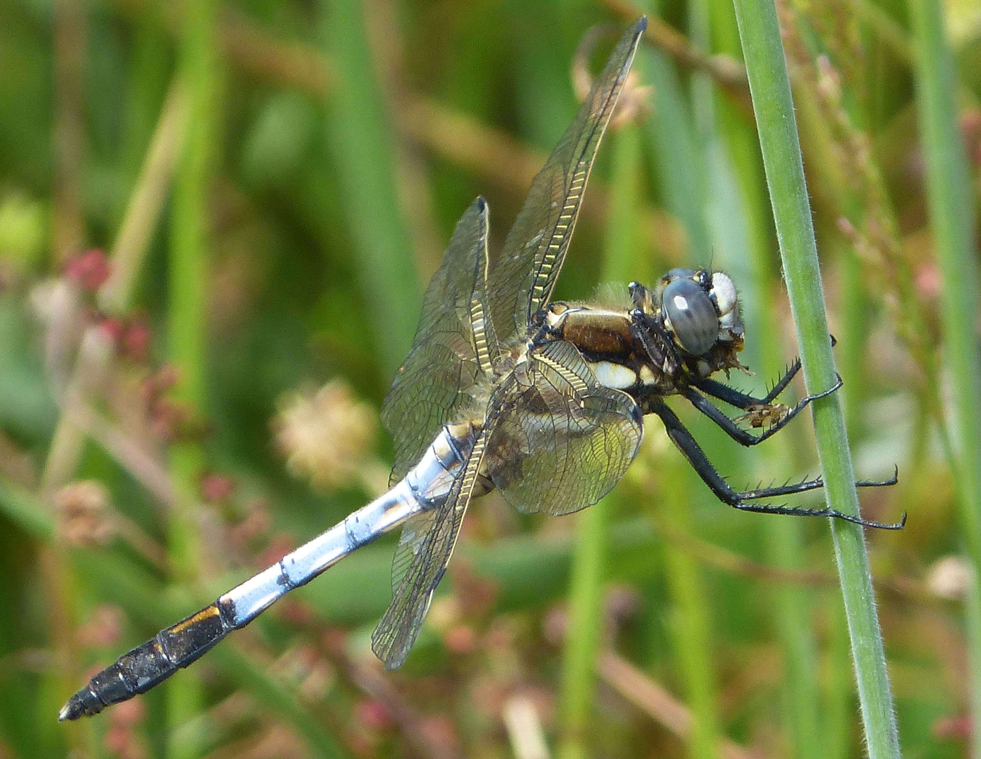 Image of Skimmers (Dragonflies)