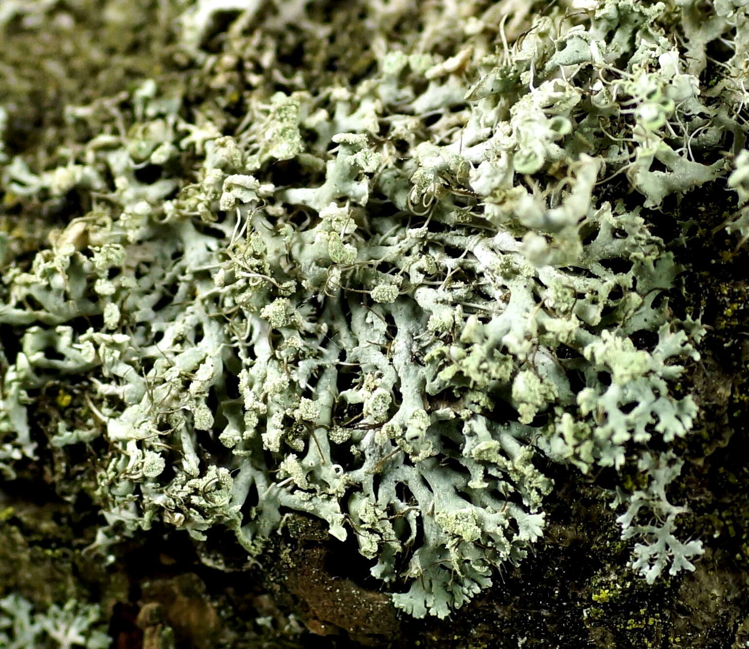 Image of rosette lichen