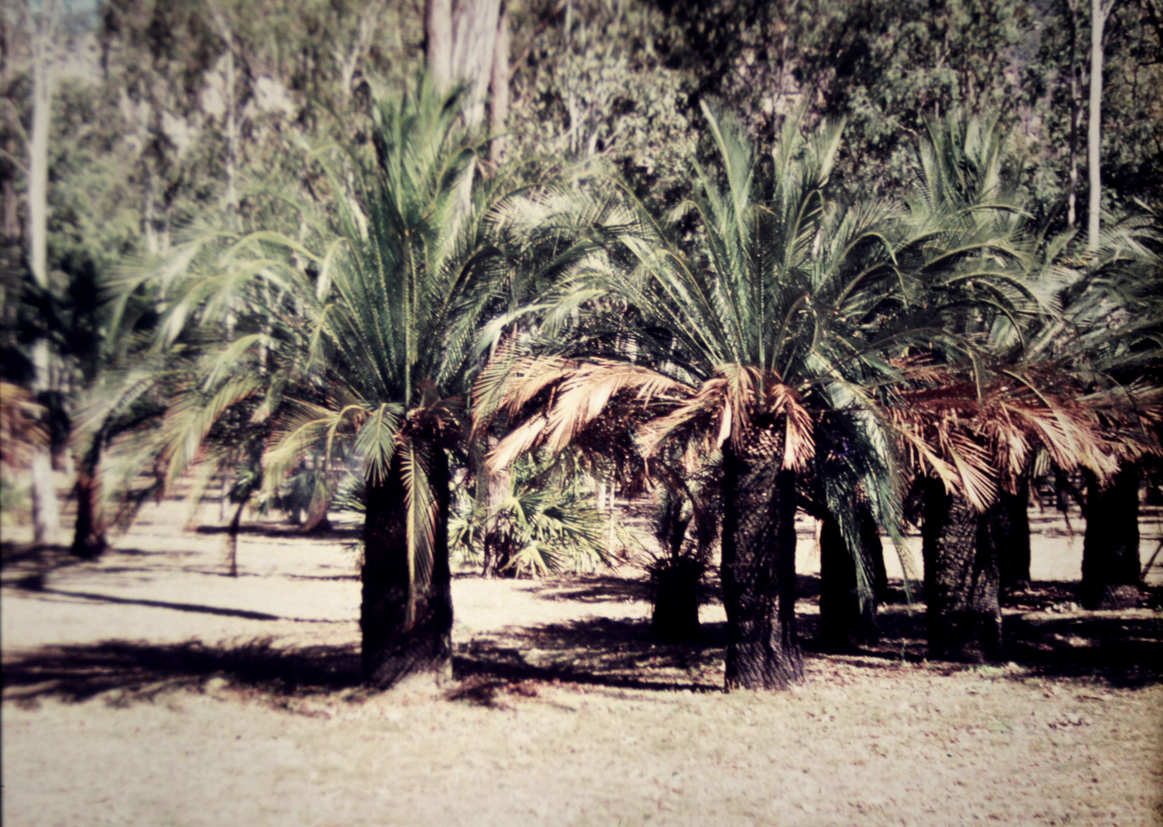 Image of Zamia ferns