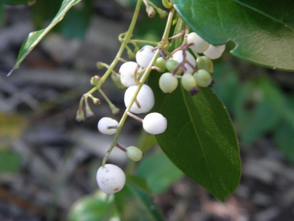 Image of milkberry